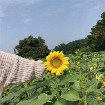 蜀门问剑最新版
